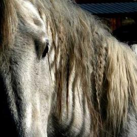 Student of the Horse